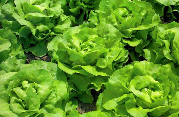 Anbau von Salat in Theorie und Praxis, nützliche Ratschläge und Empfehlungen