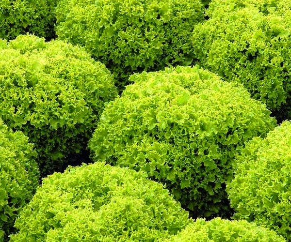 Anbau von Salat in Theorie und Praxis, nützliche Ratschläge und Empfehlungen