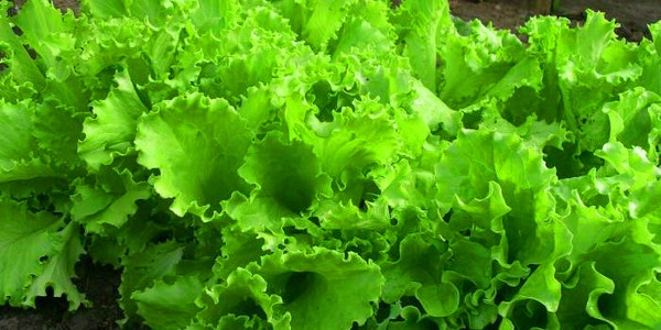 Anbau von Salat in Theorie und Praxis, nützliche Ratschläge und Empfehlungen