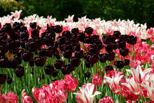 Tulpenanbau im Garten