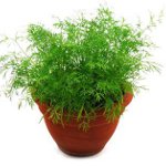 Wachsender Dill