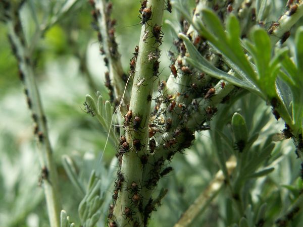 Schädlingsbekämpfung im Garten