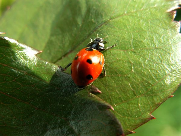 Schädlingsbekämpfung im Garten