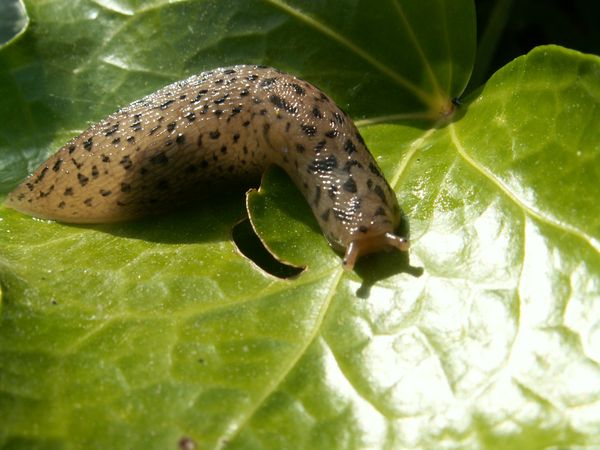 Schädlingsbekämpfung im Garten