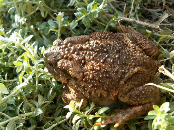 Schädlingsbekämpfung im Garten