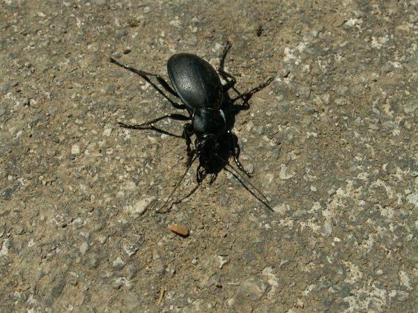 Schädlingsbekämpfung im Garten