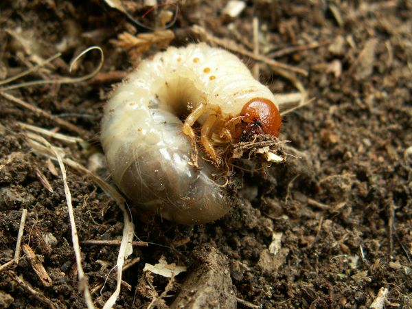 Schädlingsbekämpfung im Garten