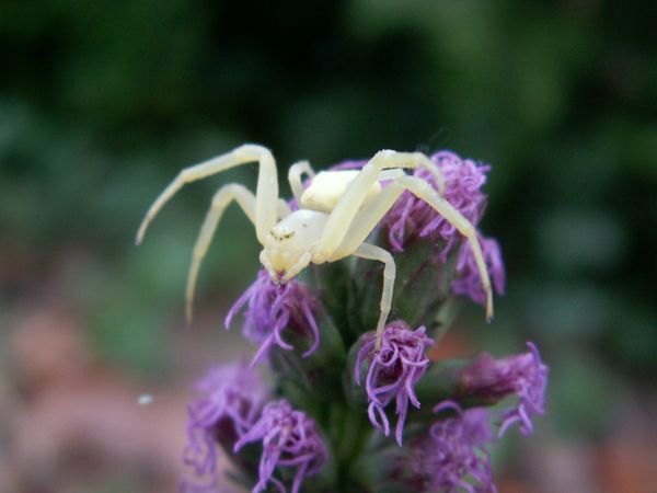 Schädlingsbekämpfung im Garten