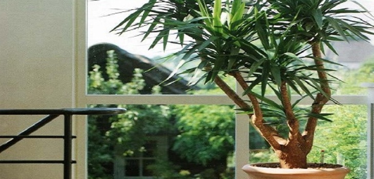 Yucca zu Hause: Pflege und Fortpflanzung