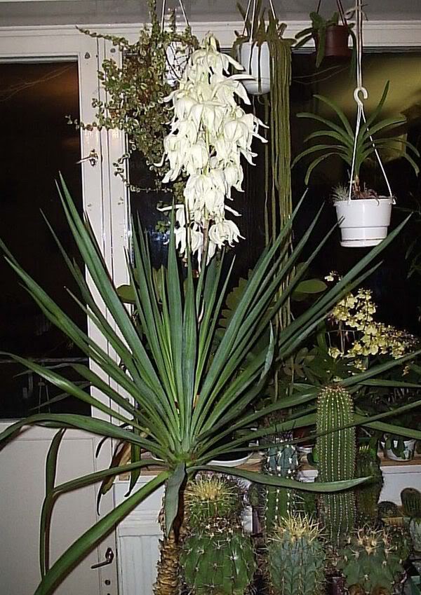 Yucca zu Hause: Pflege und Fortpflanzung