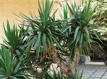 Yucca zu Hause: Pflege und Fortpflanzung