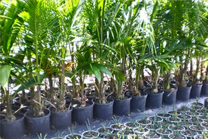 Yucca zu Hause: Pflege und Fortpflanzung