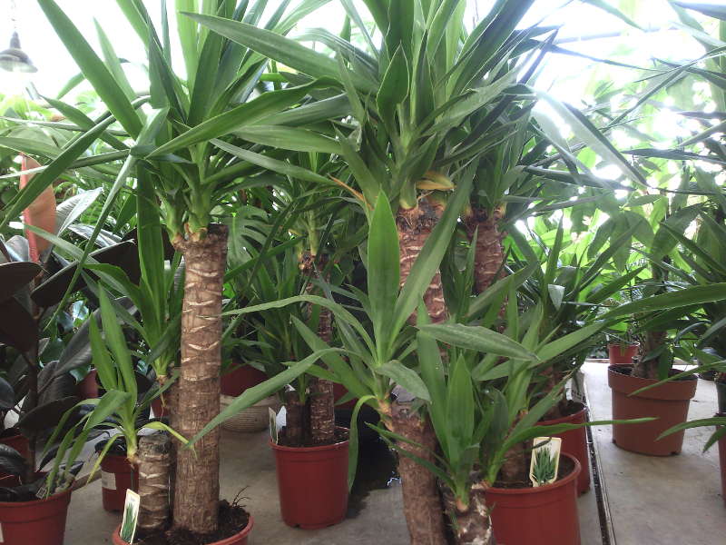 Yucca zu Hause: Pflege und Fortpflanzung