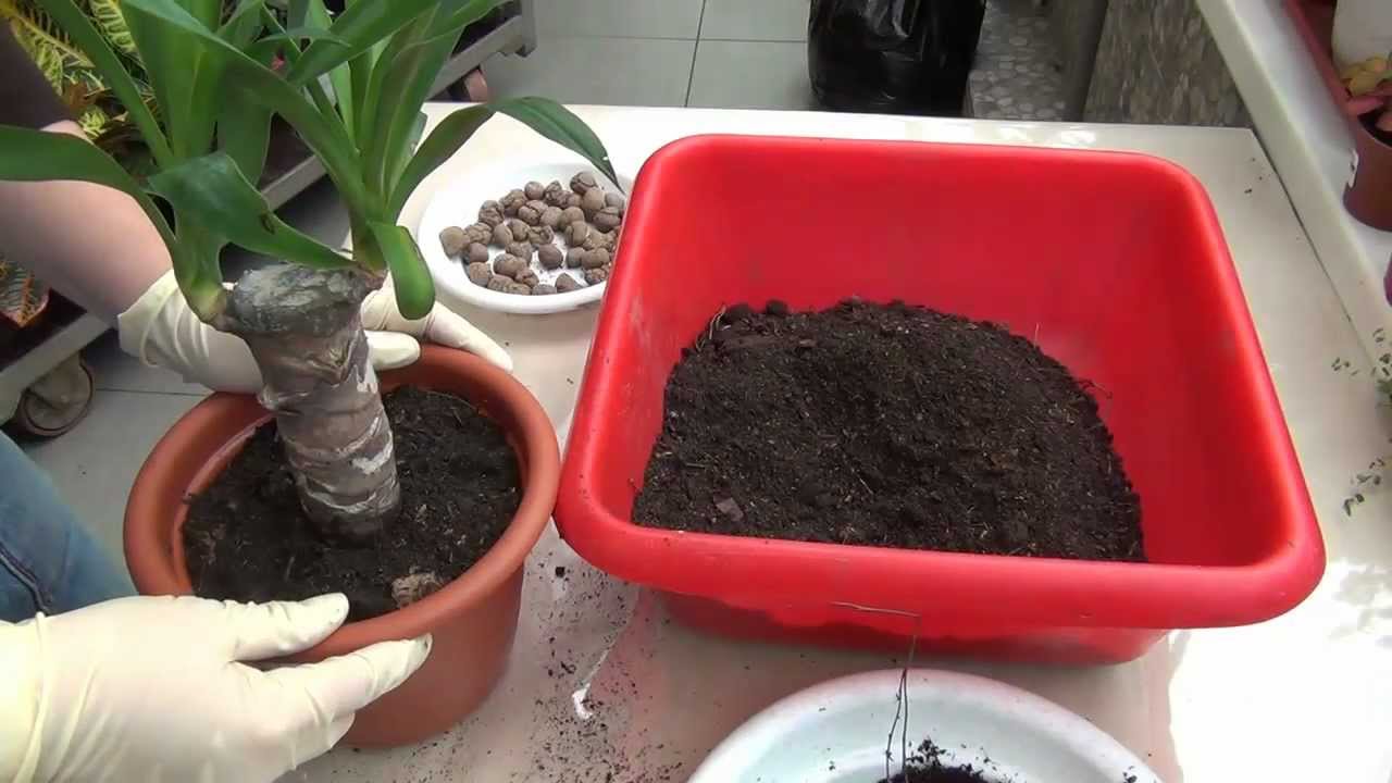 Yucca zu Hause: Pflege und Fortpflanzung