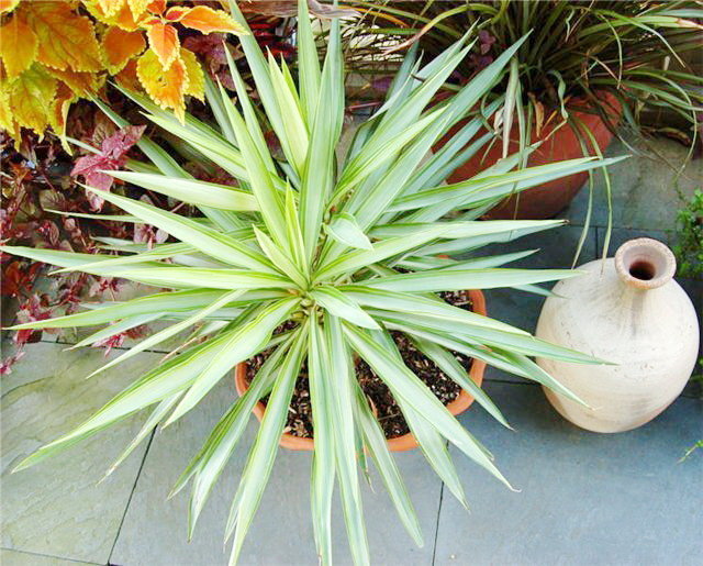 Yucca zu Hause: Pflege und Fortpflanzung