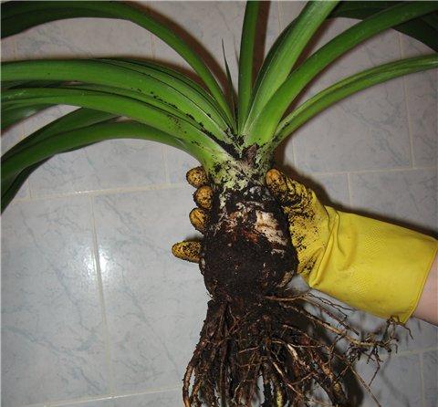 Yucca zu Hause: Pflege und Fortpflanzung