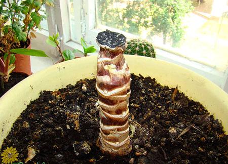 Yucca zu Hause: Pflege und Fortpflanzung