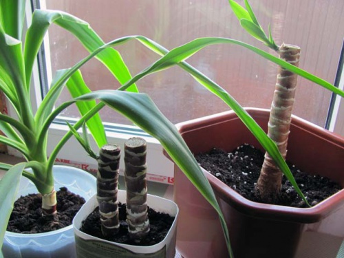 Yucca zu Hause: Pflege und Fortpflanzung