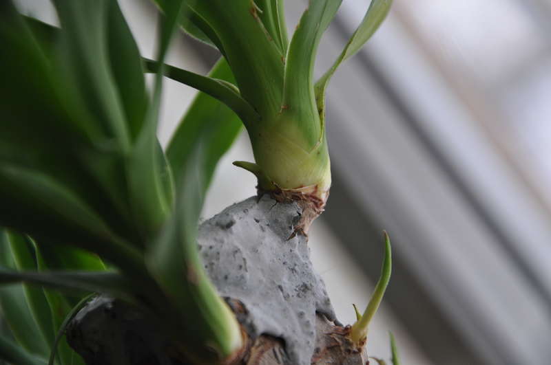 Yucca zu Hause: Pflege und Fortpflanzung