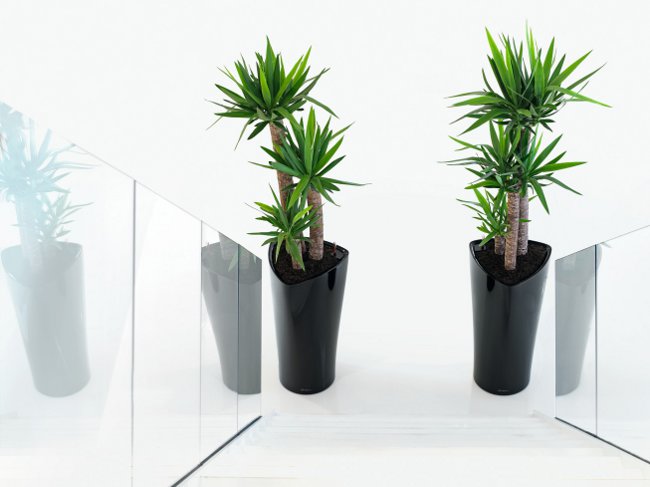 Yucca zu Hause: Pflege und Fortpflanzung