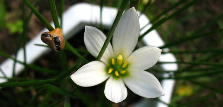 Zephirantes: Pflege und Foto