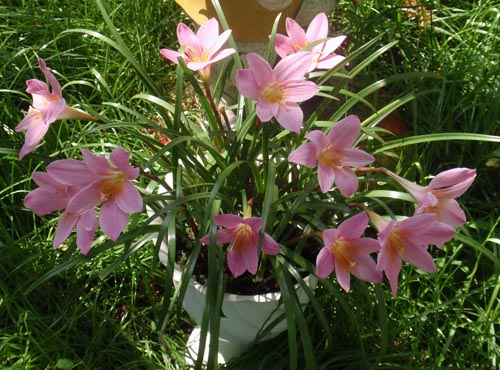 Was brauchst du für die Blüte?