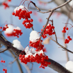 Winter im Garten
