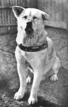 Echtes Hachiko Echtes Hachiko