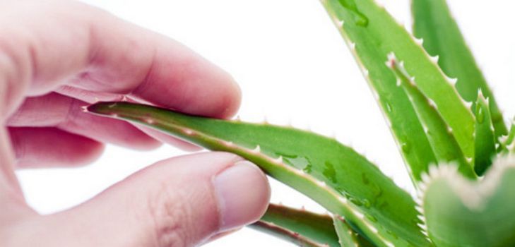 Verschiedene Gesichtsmasken und Haare aus Aloe