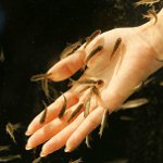 Ichthyomassage: Pediküre mit Fisch Ichthyomassage: Pediküre mit Fisch