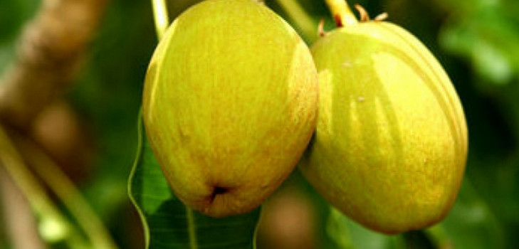 Lotion und dickflüssiges Körperöl mit Sheabutter