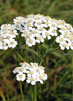 Dekokt von Yarrow Sammlung