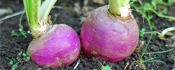 Auskochen von Rüben