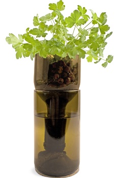 Petersilie im Wein