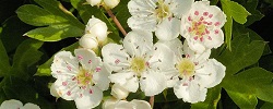 Bouillon von Weißdornblüten