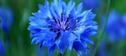 Infusion von Kornblume