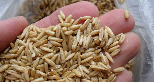 Behandlung von Atherosklerose mit Volksmedizin