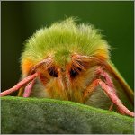 Angst vor Insekten Angst vor Insekten