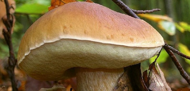 Weißer Pilz: Beschreibung, Merkmale der Orte des Wachstums