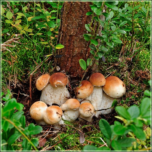 Weißer Pilz: Beschreibung, Merkmale der Orte des Wachstums