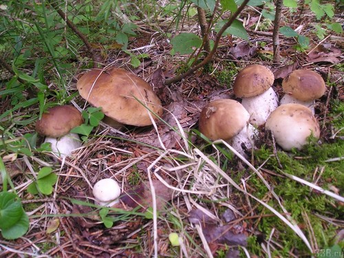 Weißer Pilz: Beschreibung, Merkmale der Orte des Wachstums