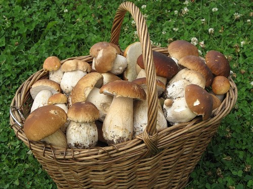 Weißer Pilz: Beschreibung, Merkmale der Orte des Wachstums