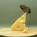 Kämpfende Nagetiere
