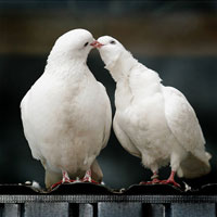 Valentinstag. Traditionen der Feier in den Ländern der Welt