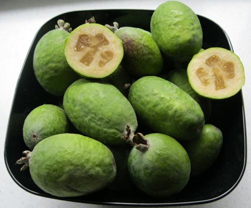 Feijoa - nützliche Eigenschaften, Nutzen und Schaden von feijoa