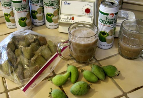 Feijoa - nützliche Eigenschaften, Nutzen und Schaden von feijoa