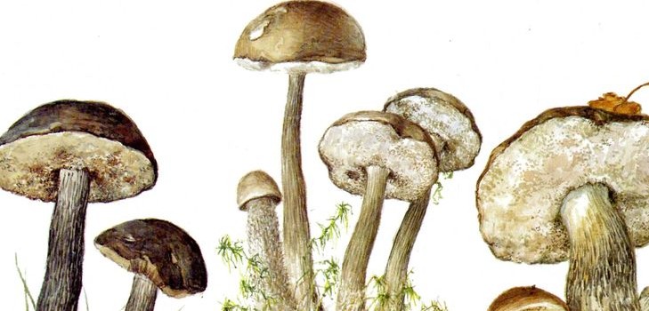 Pilz podderozovik: Beschreibung mit Foto