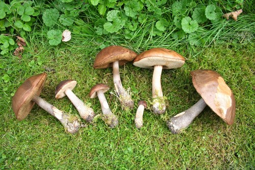 Pilz podderozovik: Beschreibung mit Foto
