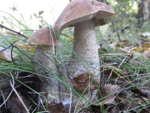 Pilz podderozovik: Beschreibung mit Foto