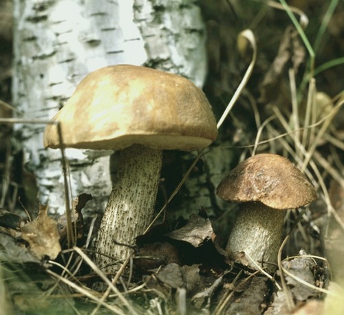 Pilz podderozovik: Beschreibung mit Foto